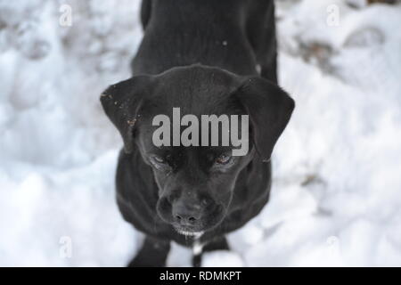 Black dog in the snow,Canis lupus familiaris Stock Photo