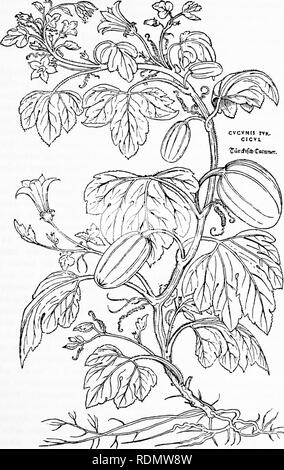 . Herbals, their origin and evolution, a chapter in the history of botany, 1470-1670. Botany; Botany; Herbals. IV] Leonhard Fucks 63. Text-fig. 32. &quot;Cucumis tuxacns&quot; = Cucurbita maxima Duch., Giant Pumpkin [Fuchs, De historia stirpium, 1542]. Reduced.. Please note that these images are extracted from scanned page images that may have been digitally enhanced for readability - coloration and appearance of these illustrations may not perfectly resemble the original work.. Arber, Agnes Robertson, 1879-1960. Cambridge, University press Stock Photo