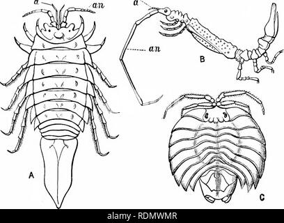 . Text-book of zoology for junior students. Zoology. ^*&lt;^^^^^^' AUTHROPODA. 143 Order Isopoda. In this order are a number of Crustaceans, of which some inliabit the sea, otliers are parasitic in their habits, and others are terrestriah Of the terrestrial foi'ms tlie common Wooil-lice (Oniscus) are familiar examples. Of the aquatic types, the Water-slaters (Ase/liis) inhabit fresh waters ; but the Eock-slaters (Ligia) and Box-slaters (Idotea) are marine, as are many others. The parasitic forms live upon fishes or other C'rustaceans, and have often become much altered by retrograde metamorpho Stock Photo