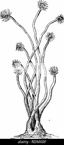 . Text-book of zoology for junior students. Zoology. DIVISIOXS OF THE HYDEOZOA. 61 Order II. Gorynida. In the second order of the Hydroid Zoophytes, known as the Corynida or Tuhularida, we have a number of organisms which in their essential structure are closely relate&lt;.l to the Hydra, but which differ considerably in the nature of the reproductive pro- cess. All of them are marine, with the single exception of the genus Cordylophora, which inhabits fresh water. Some of the members of the order are simple, consisting of no moie than a single poly]iite. In these cases there is an exceedingly Stock Photo