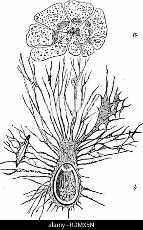 . Text-book of zoology for junior students. Zoology. rJIIZOPODA. 29 the possession of an outer case or shell, and for a long time they were known to naturalists by their sliells alone. As the shell or test is usually very beautifviland often very complex, the Furaminifera were consequently placed at first amongst the true shell-fish {Mollvsca), very much in advance of their true position. When, however, the anatomical structure of the group came to be investigated, it was soon found that they were really referable to the Protazoa, and that. Fig. S.—Forainiiiifera. a The animal ('&gt;f Konloiun Stock Photo