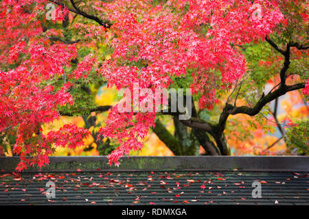 Colorful japanese maple (Acer palmatum) leaves during momiji season at Kinkakuji garden, Kyoto, Japan Stock Photo