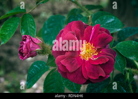 Rosa cv. Rose de Puteaux; Blush Belgique; Rosaceae; shurb; Damask; flower double Light pink.  Other name Rosa damascena var. belgica, Rosier de Flandr Stock Photo