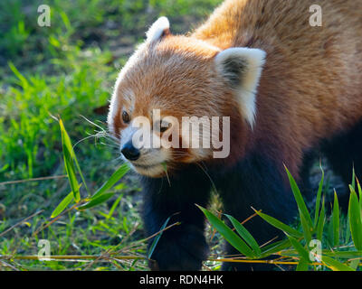 Red panda Ailurus fulgens  feeding on bamboo leaves captive portrait Stock Photo