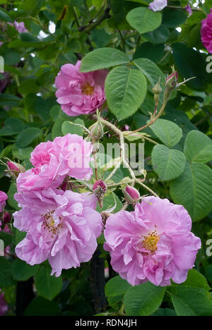 Rosa damascena var. trigintipetala; Kazanlik; Rosaceae; shurb; Damask; flower semi-double  Pink. Other name Rosa X damascena Trigintipetala, Trindafil Stock Photo