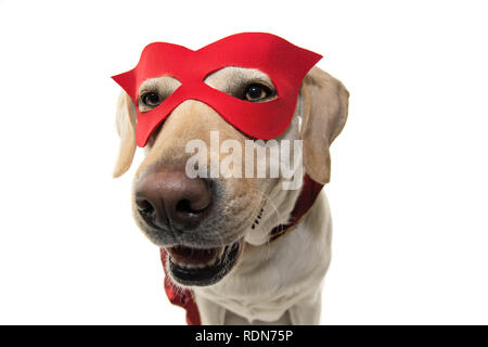 DOG HERO COSTUME. FUNNY LABRADOR CLOSE-UP DRESSED WITH A RED CAPE AND MASK. ISOLATED SHOT AGAINST WHITE BACKGROUND. Stock Photo