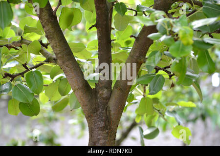 Pear treetop on spring, Pyrus Stock Photo