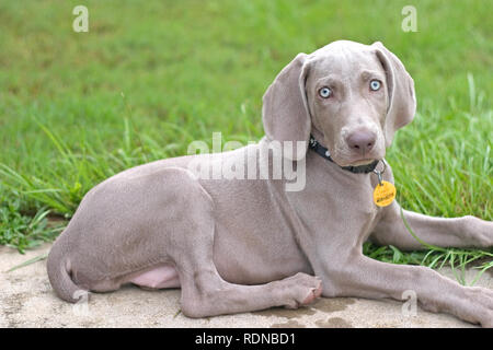 A Weimaraner puppy resting in the grass Stock Photo