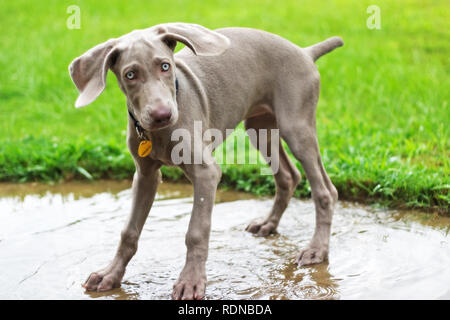 A Weimaraner puppy playing in the rain Stock Photo