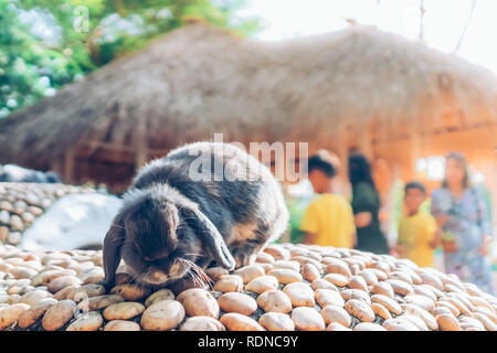 The cute rabbit is resting in garden. Stock Photo