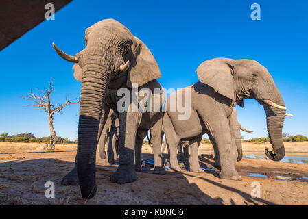 African elephant seen from a undertground hide in Zimbabwe's Hwange National Park. Stock Photo