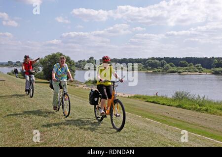 Senior citizens cycling on the Elbe river cycle path, near Stiepelse, Landkreis Lueneburg district, Lower Saxony Stock Photo