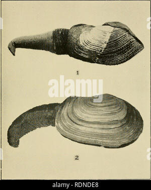 . The edible clams, mussels and scallops of California. . Plate 13.. Please note that these images are extracted from scanned page images that may have been digitally enhanced for readability - coloration and appearance of these illustrations may not perfectly resemble the original work.. Weymouth, Frank W. [from old catalog]. Sacramento Stock Photo