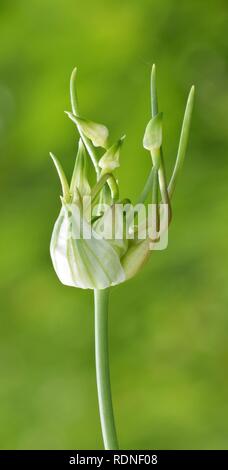 The top of a Wild Garlic plant (Allium canadense) by a bayou in Texas. The bulb is opening up to reveal flower buds underneath. Stock Photo