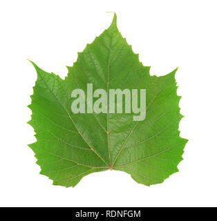 Single green grape leaf isolated on a white Stock Photo