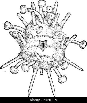 . Echinoderms of Connecticut. Echinodermata. No. 19.] ECHINODERMS OF CONNECTICUT. los Kkewise develops into a long-armed pluteus, and this by a com- plicated metamorphosis gives rise to the bizarre creature shown, in Fig. 19, which actually represents the young urchin, although it. Fig. 19. Mellita pentapora. Young urchin shortly- after the metamorphosis from the free-swimming pluteus. The pentagonal area in the center represents the mouth, in the angles of which are the five teeth. The spines and tube-feet are at this stage of enor- mous size relative to the size of the body. (After Grave.) d Stock Photo