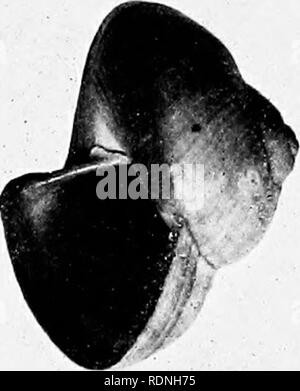 . Sea-shore life; the invertebrates of the New York coast. Marine animals. MOLLUSKS 149 furrows. It can remain out of water for hours at a time without suffering any apparent inconvenience. When the tide comes in, however, it crawls slowly about feeding upon vegetaljle matter. The foot is black and the head is provided with two sharp-pointed tentacles with eyes on their outer sides near their bases. The Seaweed Snail, (Liltorina palliata, Fig. 100), ranges from New Jersey to Nova Scotia, and is common upon sea weeds betwreen tide limits. The surface of the shell is smooth and is variable in co Stock Photo