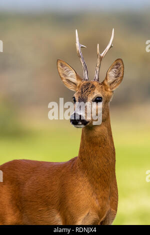 Portrait of a roe deer, capreolus capreolus, buck in summer. Stock Photo