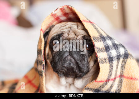 Sad dog pug in a checkered blanket Stock Photo