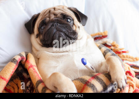Sad dog pug in checkered blanket is sick and lies with a thermometer Stock Photo