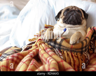 Sad dog pug in checkered blanket is sick and lies with a thermometer Stock Photo