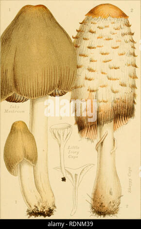 . Edible and poisonous mushrooms: what to eat and what to avoid. Mushrooms -- Great Britain. PL. 6.. EDIBLE MUSHROOMS.. Please note that these images are extracted from scanned page images that may have been digitally enhanced for readability - coloration and appearance of these illustrations may not perfectly resemble the original work.. Cooke, M. C. (Mordecai Cubitt), b. 1825; Society for Promoting Christian Knowledge (Great Britain). London, Society for Promoting Christian Knowledge Stock Photo