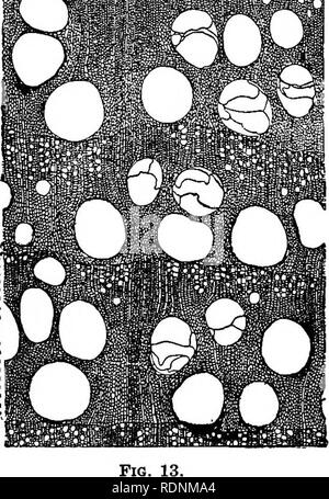 Cross section of Beech (Fagus orientalis), Diffuse – porous wood. (A)... |  Download Scientific Diagram