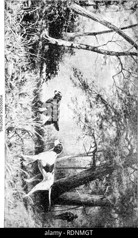 . Shooting on upland, marsh, and stream. A series of articles written by prominent sportsmen, descriptive of hunting the upland birds of America ... Game and game-birds; Hunting. (46). Please note that these images are extracted from scanned page images that may have been digitally enhanced for readability - coloration and appearance of these illustrations may not perfectly resemble the original work.. Leffingwell, William Bruce, ed. Chicago, Rand, McNally Stock Photo