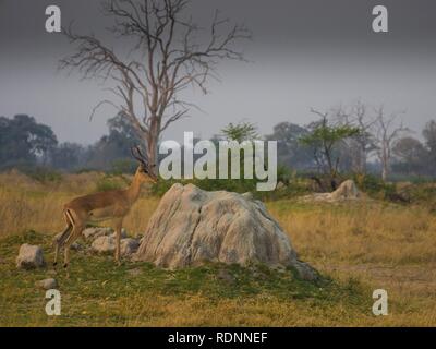 Impala (Aepyceros melampus), Okawango Delta, Botswana Stock Photo