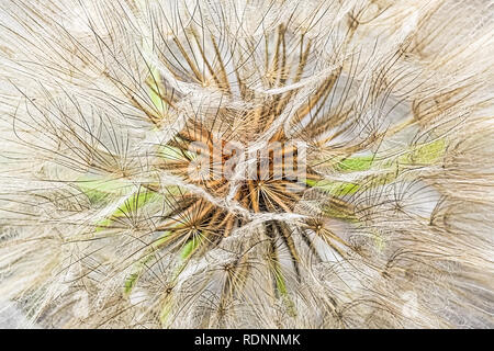 Macro view of a tragopogon seed head. Stock Photo