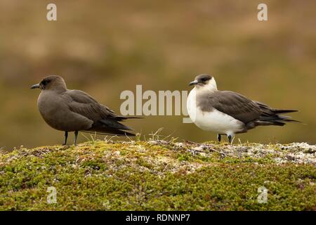 Arctic skua (Stercorarius parasiticus), dark and pale morphs standing on hills, adult, Varanger, Finnmark, Norway Stock Photo