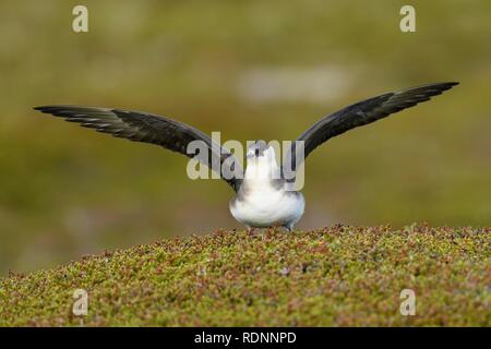Arctic skua (Stercorarius parasiticus), pale morph in approach, adult, Varanger, Finnmark, Norway Stock Photo