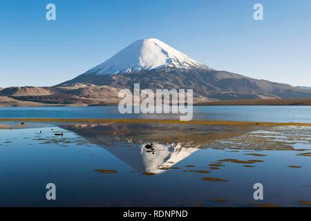 Parinacota volcano reflecting in the Chungara lake, Lauca National Park, UNESCO Biosphere Reserve, Arica and Parinacota Region Stock Photo