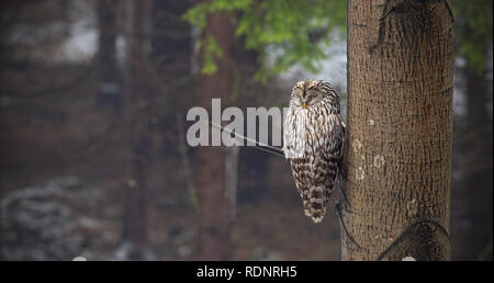Ural owl, Strix uralensis, sleeping in a forest hidden by a tree. Stock Photo