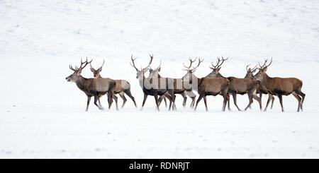 Herd of red deer, cervus elaphus, stags in winter on snow. Stock Photo