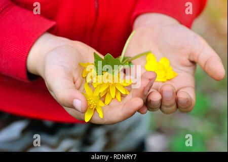 Spring yellow flowers in children's hands Stock Photo