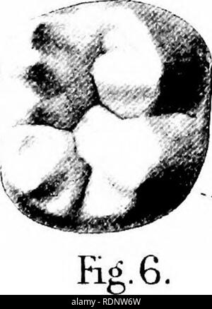 . Science from an easy chair; a second series. Science; Natural history. Hg.5. Man {foicrtuberties) right First Lower Molar.. Please note that these images are extracted from scanned page images that may have been digitally enhanced for readability - coloration and appearance of these illustrations may not perfectly resemble the original work.. Lankester, E. Ray (Edwin Ray), Sir, 1847-1929. London, Methuen Stock Photo