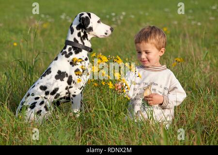 Little boy with Dalmatian in a meadow Stock Photo
