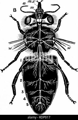 . Outlines of zoology. Zoology. Fig. 131.—Nervous system of bee.—After Cheshire. A, of larva. B, of adult; a., antenna; vix.t maxilla ; m., mandible ; •w., origin of wing ; 1-5, abdominal ganglia. two last pairs of legs. In the worker there are five pairs of abdominal ganglia, but in the queen and drone only four. The sense organs are the simple and compound eyes, and the antennae, which are furnished with numerous sensitive structures. Alimentary system.—The oesophagus is a narrow tube which runs down the thoracic region. In the abdominal region it expands into the crop or honey-sac. The crop Stock Photo