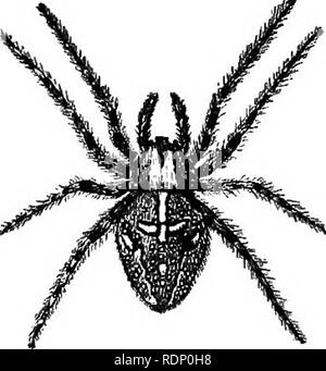 . Outlines of zoology. Zoology. Fig. i2.—Spider. Myriopods, Insects ...