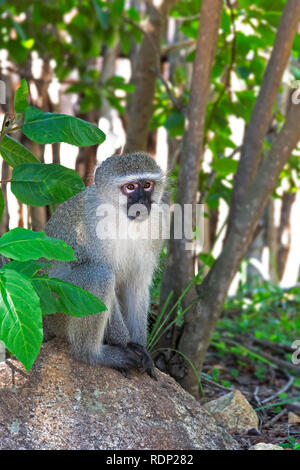 Vervet Monkey (Chlorocebus pygerythrus) sits on a rock surrounded by a green leafed bush in the Kruger National Park, South Africa Stock Photo