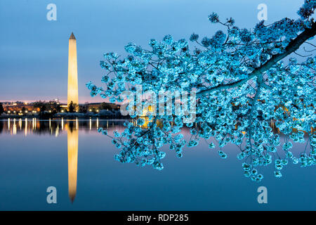 WASHINGTON DC, USA - Each spring, thousands of cherry trees around the Tidal Basin in Washington DC burst into bloom, making for a major tourist draw. The trees are not normally illuminated at night--this shot was taken with colored flash gels. [colored lights] Stock Photo