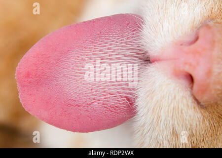 cat tongue with keratinized  papillae Stock Photo