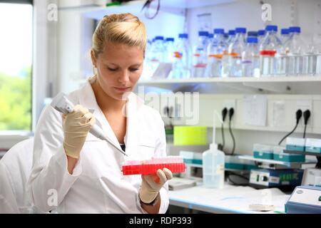 Biotechnology laboratory, a scientist is pipetting a DNA-solution into different test tube vessels, Centre for Medical Stock Photo