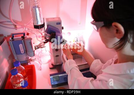 Laboratory, scientist working on a rotary evaporator for peptide synthesis, Centre for Medical Biotechnology University Stock Photo