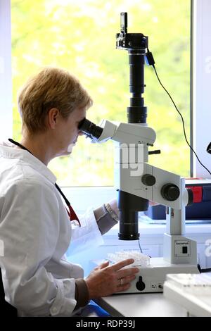 Laboratory, a scientist is examining the crystals for size that were created on a crystallisation plate under a microscope, Stock Photo