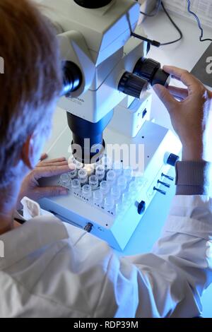 Laboratory, a scientist is examining the crystals for size that were created on a crystallisation plate under a microscope, Stock Photo