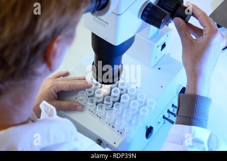 Laboratory, a scientist is examining the crystals for size that were created on a crystallisation plate under a microscope, Stock Photo