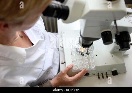 Laboratory, a scientist is examining the crystals for size that were created on a crystallisation plate under a microscope, Stock Photo