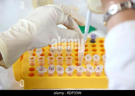 Laboratory, pipetting of DNA samples into Eppendorf tubes, Centre for Medical Biotechnology University Duisburg-Essen Stock Photo